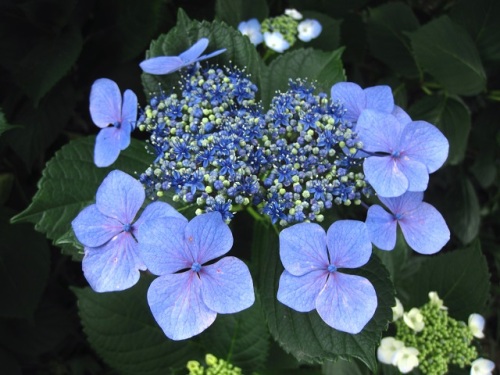 アジサイの花の季節です ガクアジサイの両性花と装飾花を観察してみました ガクアジサイ 額紫陽花 の名は 周りの装飾花が額縁のように見えることから名づけられました しろうと自然科学者の自然観察日記 楽天ブログ