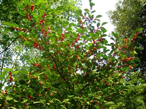 ウメモドキの木に たくさんの赤い実が目立つようになりました 実は9月頃から赤くなり 12月に葉が落葉した後も実が残り赤い実が目立つそうです しろうと自然科学者の自然観察日記 楽天ブログ