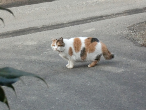 ぶち猫 のんびりいこう 楽天ブログ