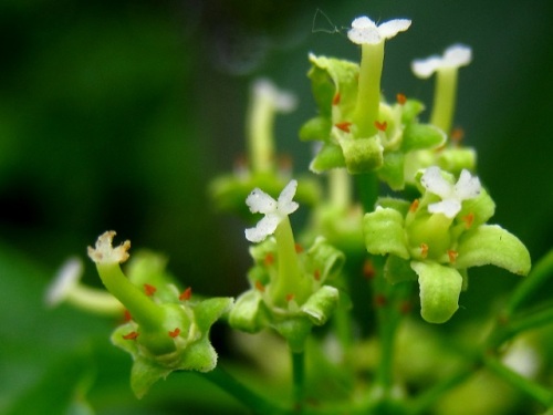 雌雄異株のツルウメモドキの花です 今年は 雄花 雌花を間近で見ることができたので 雄花の退化した雌蕊 雌花の退化した雄蕊を確認することができました しろうと自然科学者の自然観察日記 楽天ブログ