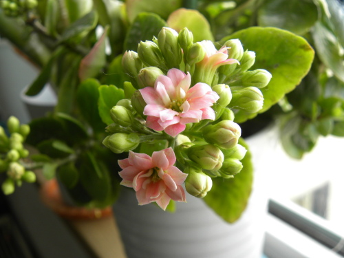 八重のカランコエ開花 他の冬越しした鉢 花に癒されて 楽天ブログ