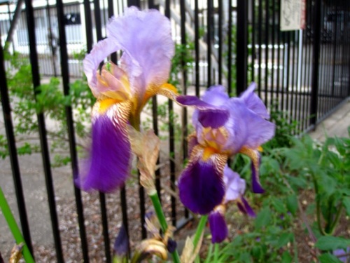 ドイツアヤメ ジャーマンアイリス が咲いていました 大きく華やかな花ですが 花のつくりを調べてみました しろうと自然科学者の自然観察日記 楽天ブログ