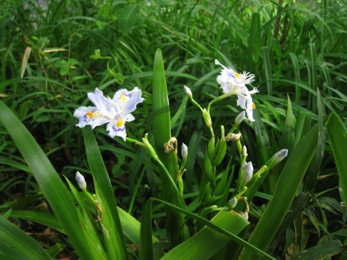 シャガの花が咲いています 昆虫が蜜を食べるために花に潜りこむときに 花柱枝が昆虫に付いた花粉をかき取り 花粉が雌蕊の柱頭に付くという巧妙な作りになっています しろうと自然科学者の自然観察日記 楽天ブログ