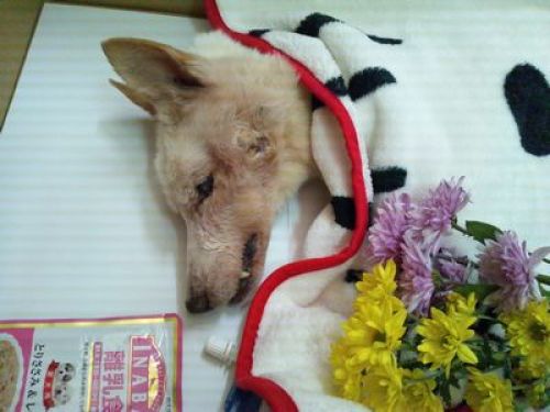 タスケちゃん永眠 老犬ホーム 運営日記 楽天ブログ