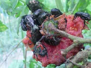 トマトに群がるカナブン チョロミィの家庭菜園日記 楽天ブログ