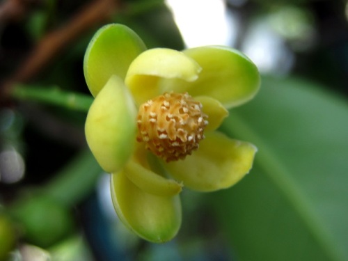 サネカズラの花が咲いています 雄花と雌花を観察してみました なお 雄花とも雌花とも思えない花が咲いていました 引き続き観察し調べてみようと思います しろうと自然科学者の自然観察日記 楽天ブログ