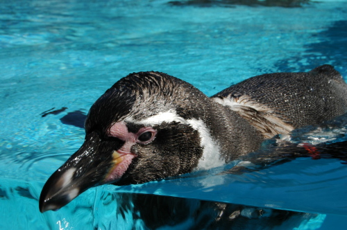 DSC_2453.JPG