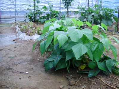豆の正しい蒔き方 インゲン豆三度目の種まき 野菜と果樹農家の栽培日記 楽天ブログ