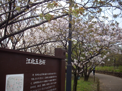 ゆらのと徒然草 40４ 関東桜行脚 ５ 荒川堤 足立区 の桜 ゆらのと 徒然草 楽天ブログ