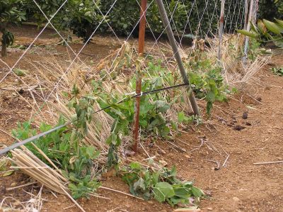 寒さで枯れたエンドウ 復活 野菜と果樹農家の栽培日記 楽天ブログ