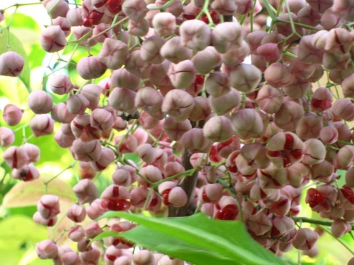 マユミの実がピンク色に熟して 見頃の季節になりました マユミの実は中央から4つに分かれ 赤い仮種皮に包まれた種が見えています しろうと自然科学者の自然観察日記 楽天ブログ