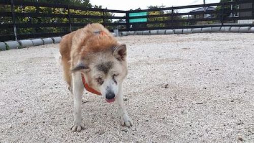 寝てしまってばかり 老犬ホーム 運営日記 楽天ブログ