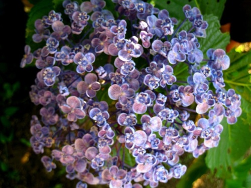 変わった形のアジサイの花はウズアジサイでした ウズアジサイの花は 装飾花の縁が貝殻のように丸まっており たくさんの花が渦を巻いているように見えます しろうと自然科学者の自然観察日記 楽天ブログ