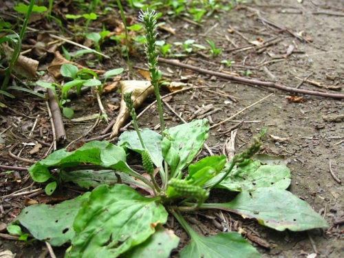 オオバコ ヘラオオバコと雌性先熟 オオバコ科の植物 自然観察の振り返り その80 しろうと自然科学者の自然観察日記 楽天ブログ