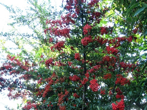 大きなピラカンサスの木に 赤い実が鈴なりです 今年はハナミズキなどの木の実が豊作なようで トキワサンザシにもたくさんの赤い実が見えます しろうと自然科学者の自然観察日記 楽天ブログ