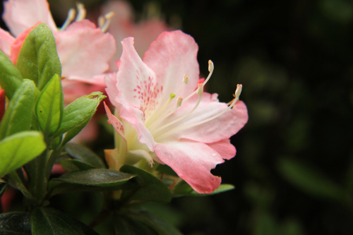 ツツジ 躑躅が咲き始めました 花の素材館 楽天ブログ