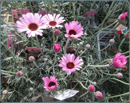 ローダンセマムの種類と育て方 狭い庭を花いっぱいにする育て方 楽天ブログ