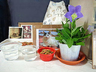 CAI_130711_1266ネコ祭壇のお供え花・桔梗の鉢植えQVGA.JPG