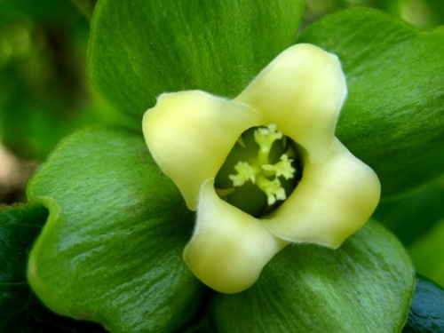 カキの花が咲いています 雌雄異花なので 雌花と雄花を探してみました 気になったのは カキの 柿 の字と こけらおとし 柿落し の 柿 の字です しろうと自然科学者の自然観察日記 楽天ブログ