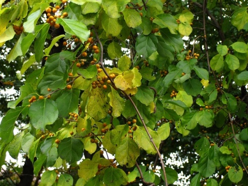 黄色い実が付いている名前がわからない蔓性植物 ツルウメモドキの実でした ウォーキングコースの紅葉が見ごろになりました しろうと自然科学者の自然観察日記 楽天ブログ