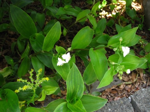 トキワツユクサを見つけました 南アメリカ原産で昭和初期に持ち込まれた帰化植物です 雄蕊の毛を拡大してみると 細胞が1列につながっているのがわかります しろうと自然科学者の自然観察日記 楽天ブログ