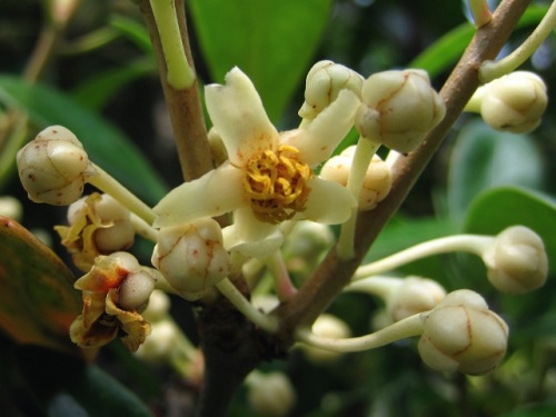 モッコクの花が咲いています モッコクは雌雄異株でツバキ科モッコク属の常緑高木です しろうと自然科学者の自然観察日記 楽天ブログ