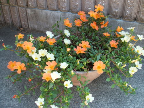 我が家の夏の花 寄せ植え 他 ｔｅａ ｇａｒｄｅｎ ちょっとひとりごと 楽天ブログ