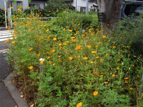 キバナコスモスの花が咲いています 花言葉は 野生美 で 園芸植物として栽培されたものが野生化して 道端や空き地で美しい花を咲かせることから名づけられたのでしょうか しろうと自然科学者の自然観察日記 楽天ブログ