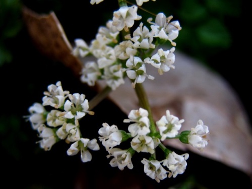 セントウソウの花が咲いていました 花は3ミリ程度の小さく白い花で 繊細な美しさ という花言葉が納得できます しろうと自然科学者の自然観察日記 楽天ブログ