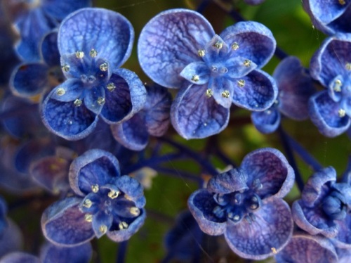 変わった形のアジサイの花はウズアジサイでした ウズアジサイの花は 装飾花の縁が貝殻のように丸まっており たくさんの花が渦を巻いているように見えます しろうと自然科学者の自然観察日記 楽天ブログ