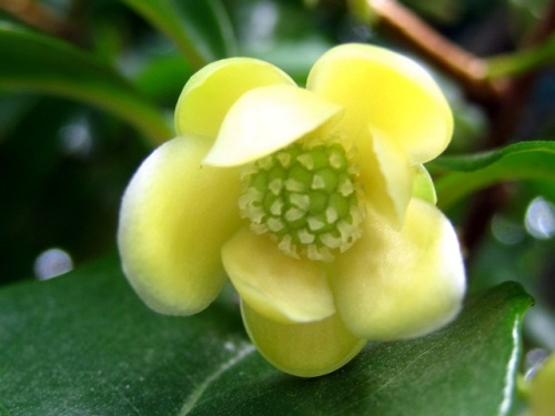 サネカズラの花が咲いています 雄花と雌花を観察してみました なお 雄花とも雌花とも思えない花が咲いていました 引き続き観察し調べてみようと思います しろうと自然科学者の自然観察日記 楽天ブログ