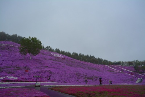 DSC_0675.jpg