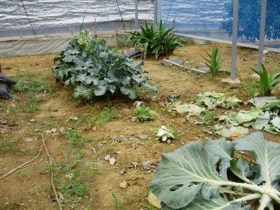 脇芽でキャベツの苗作り 野菜と果樹農家の栽培日記 楽天ブログ