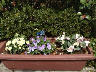 ヒマラヤ雪の下 ビオラ パンジー ストック ムスカリ ヒヤシンス つる日日草 Music Land 私の庭の花たち 楽天ブログ