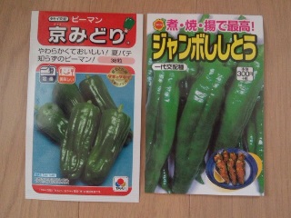 皆さんに刺激され ピーマンとジャンボししとうも育苗してみます 家庭菜園デザインノート 楽天ブログ