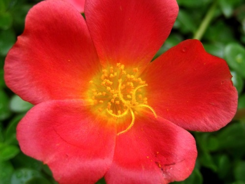 園芸植物のハナスベリヒユ ポーチュラカ が咲いています 雑草のスベリヒユは まだ花が咲いていません しろうと自然科学者の自然観察日記 楽天ブログ