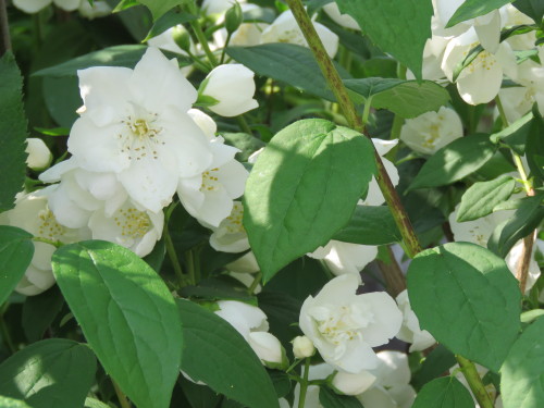 バイカウツギ のん木ぶろぐ 楽天ブログ