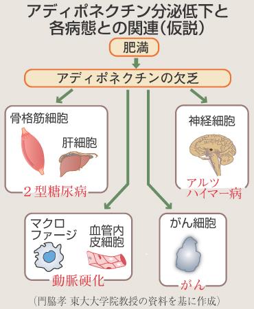 アディポネクチン分泌低下関連仮説産経120508.jpg