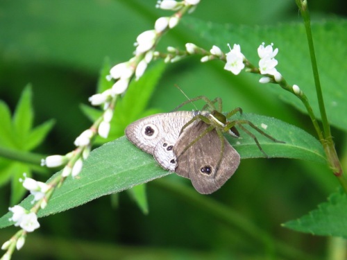 昆虫も糸状菌のエントモファガ グリリに感染して病死する オオイタでセアカゴケグモが見つかる 写真なし 大分金太郎の花鳥蝶月 楽天ブログ