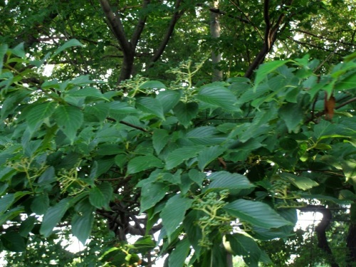 ミズキの実が黒く色づいてきました クマノミズキの実も見かけましたが 花の時期が遅いため まだ色づいていません しろうと自然科学者の自然観察日記 楽天ブログ