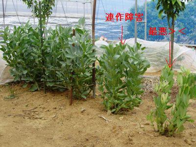 ソラマメの初収穫 野菜と果樹農家の栽培日記 楽天ブログ