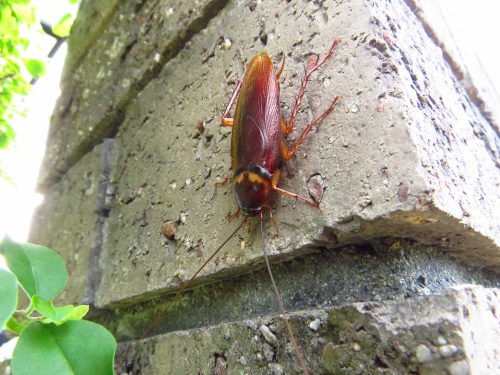 ゴキブリ外で見ると意外と可愛い クロアナバチの巣穴完成 14 08 07 大分金太郎の花鳥蝶月 楽天ブログ