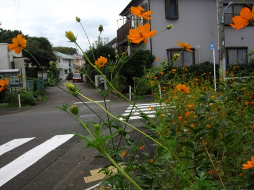 キバナコスモスの花が咲いています 花言葉は 野生美 で 園芸植物として栽培されたものが野生化して 道端や空き地で美しい花を咲かせることから名づけられたのでしょうか しろうと自然科学者の自然観察日記 楽天ブログ