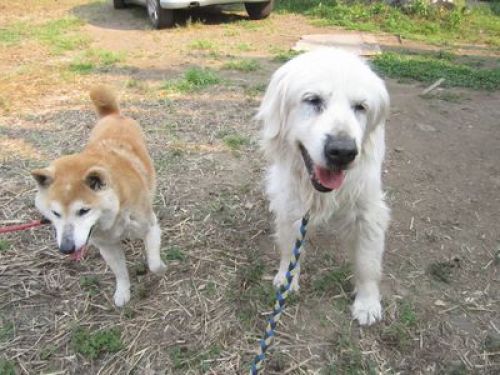 頭が上がらないよ 老犬ホーム 運営日記 楽天ブログ