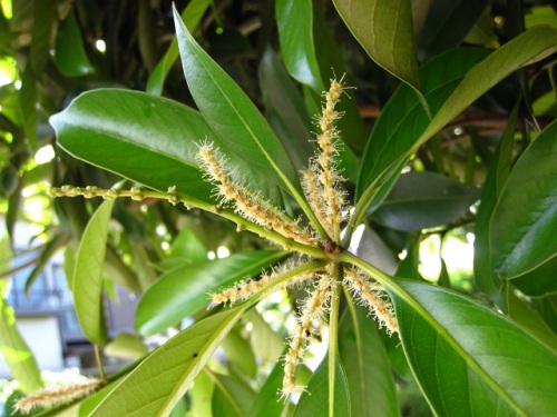 マテバシイが開花しました ブナ科に共通の花の形です 雄花は 同じブナ科のクリに似ています しろうと自然科学者の自然観察日記 楽天ブログ