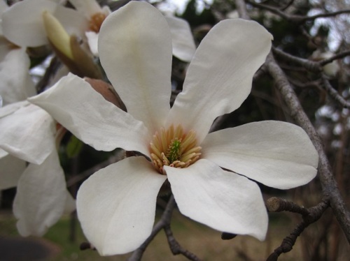 コブシの花が満開でした コブシは 花びらが6枚で3個の小さい萼片があります 雌蕊花柱は根元から先端に向けて螺旋状に並んでいます しろうと自然科学者の自然観察日記 楽天ブログ