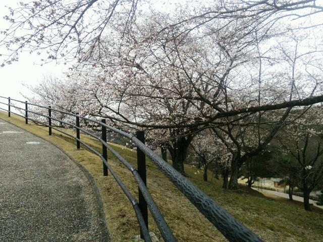 ☆桜の道２.JPG