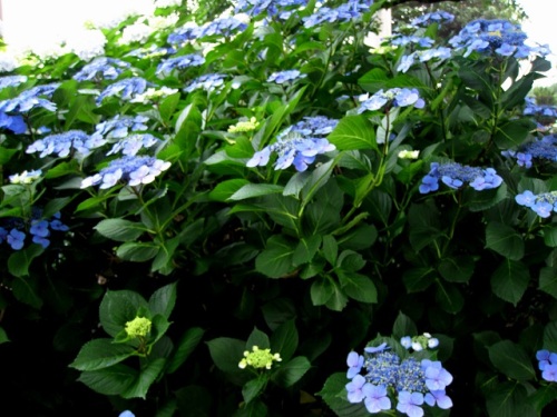 アジサイの花の季節です ガクアジサイの両性花と装飾花を観察してみました ガクアジサイ 額紫陽花 の名は 周りの装飾花が額縁のように見えることから名づけられました しろうと自然科学者の自然観察日記 楽天ブログ