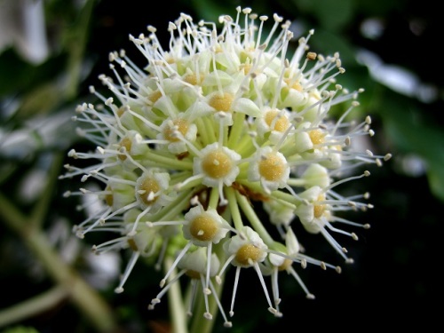 ヤツデの花が咲いています ヤツデは 雄性先熟の植物です 開花前期 雄性期 と開花後期 雌性期 の花を観察してみました しろうと自然科学者の自然観察日記 楽天ブログ