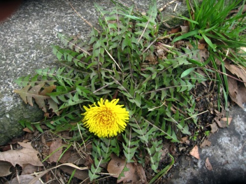 ウォーキングコース 玉川上水 でタンポポの花が咲き始めました セイヨウタンポポです スギナの葉 栄養茎 とともに ツクシ 胞子茎 胞子穂 も伸びてきました しろうと自然科学者の自然観察日記 楽天ブログ